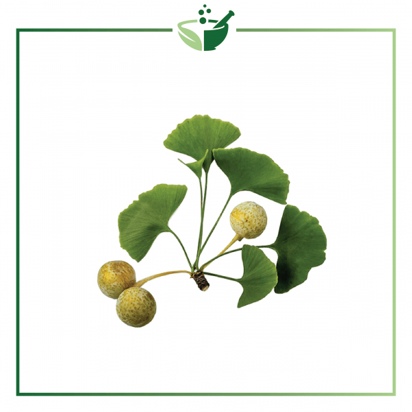 Ginko Biloba Leaf Powder-016